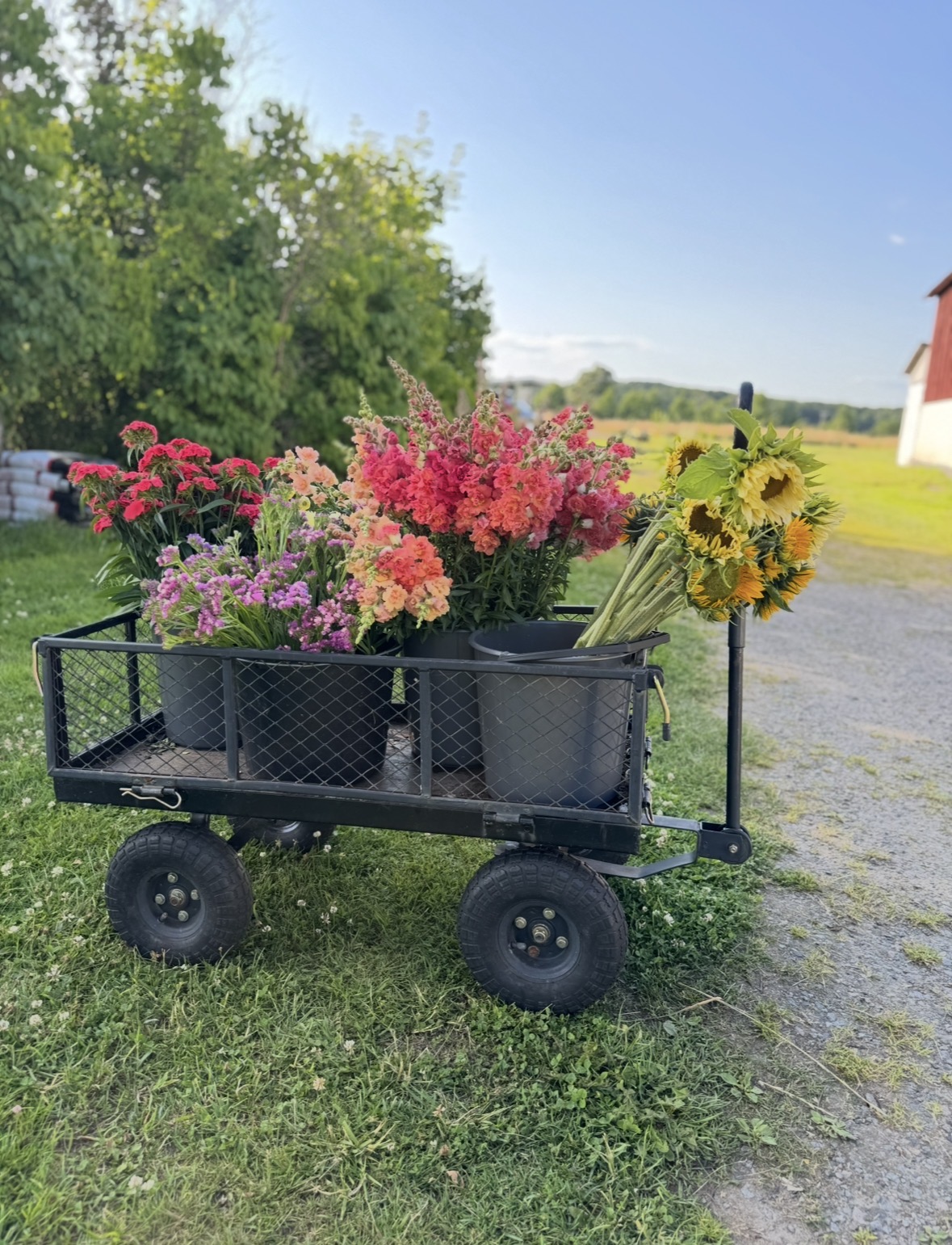 Birkegårdens blommor - Bild 5