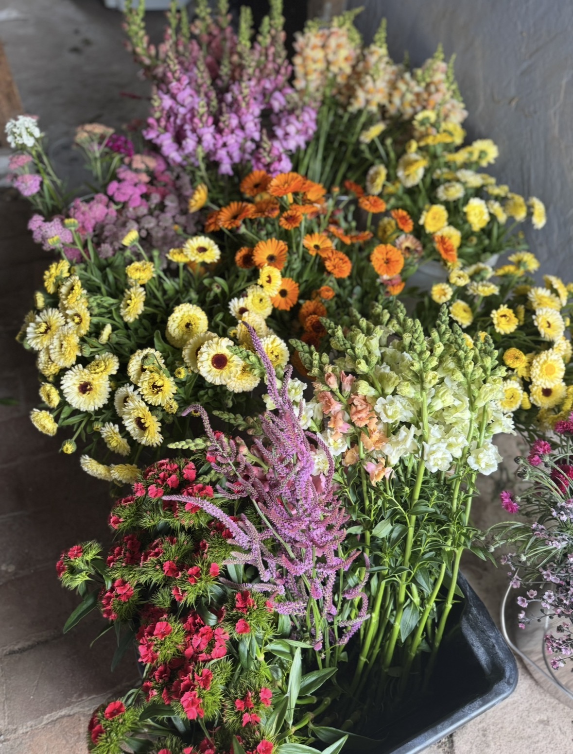 Birkegårdens blommor - Bild 4