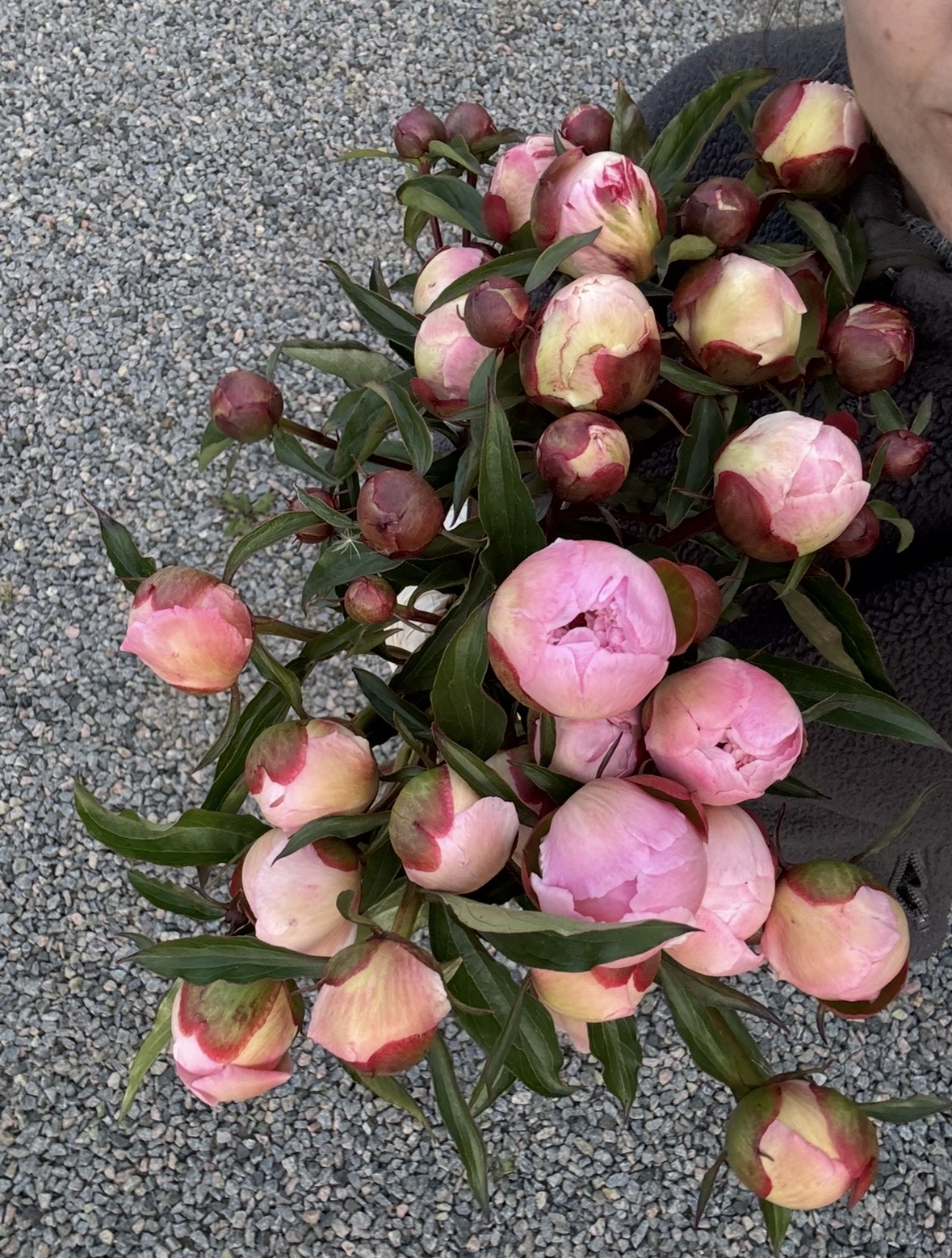 Birkegårdens blommor - Bild 3