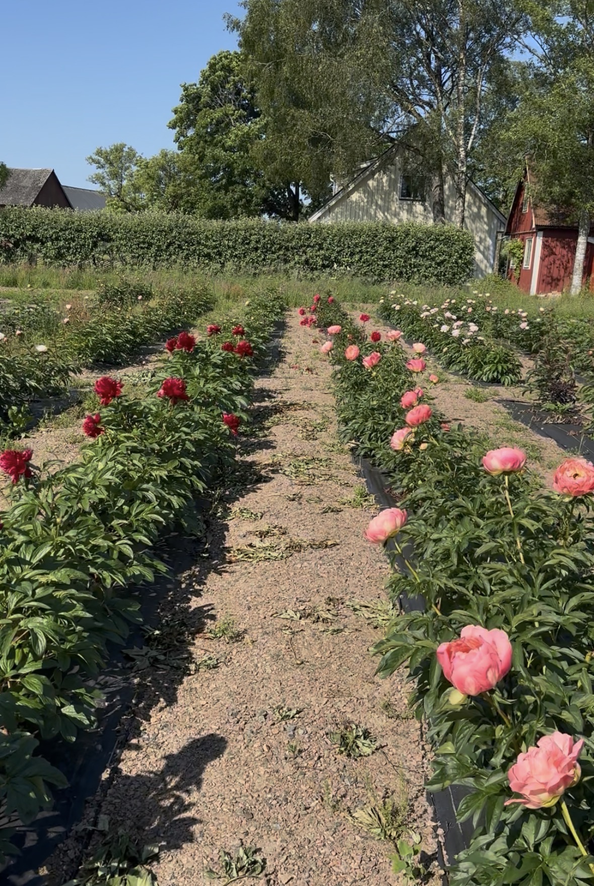 Birkegårdens blommor - Bild 2